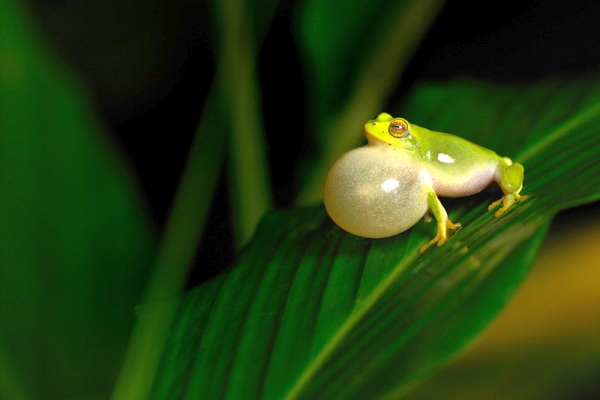 bush-frog