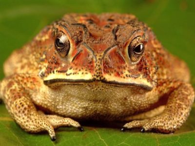 common-toad